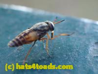 /home//u458753944/public_html/sourcegallery//Insects and small critters/flies (Diptera)/P7251256.JPG